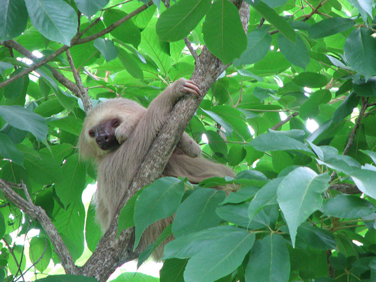 Luiaard in San Juan del Sur, Nicaragua - Undiscovered