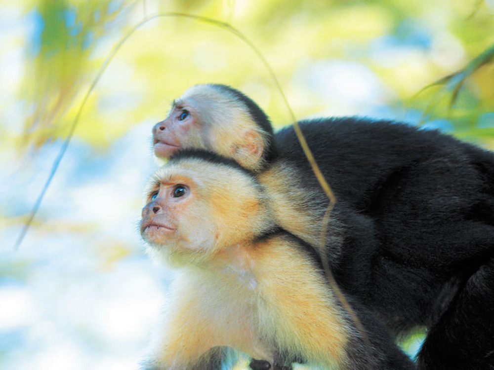 Aapjes in San Juan del Sur, El Salvador - Undiscovered
