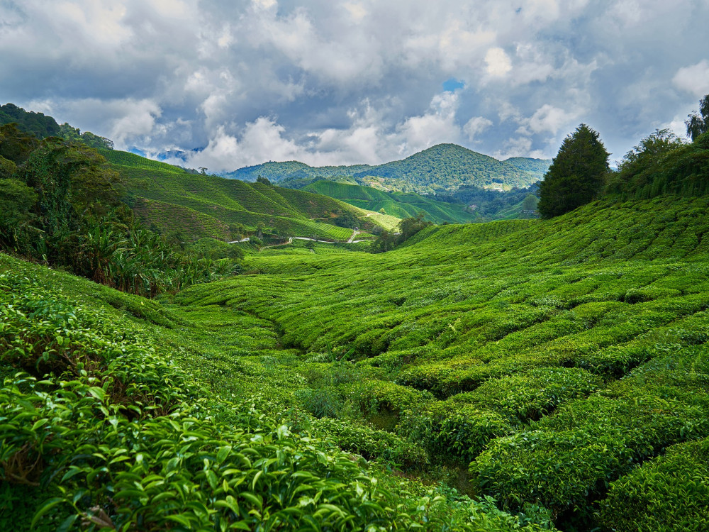 Berguitzicht in West-Maleisië - Undiscovered.nl