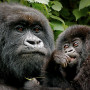 Gorilla met baby in Oeganda - Undiscovered.nl