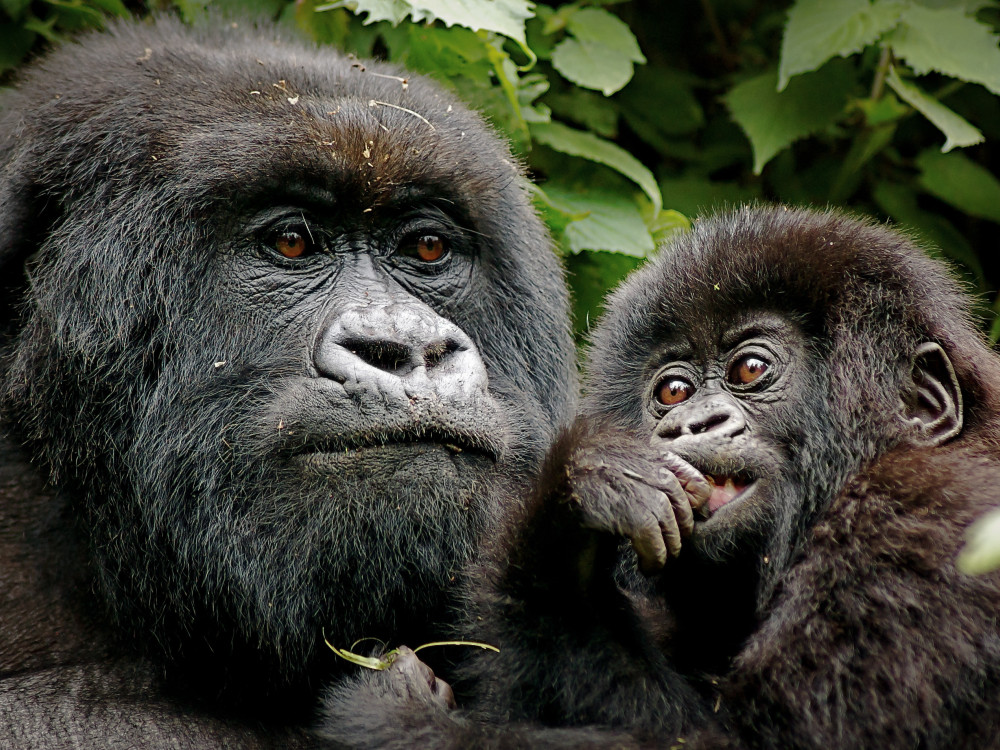 Gorilla met baby in Oeganda - Undiscovered.nl