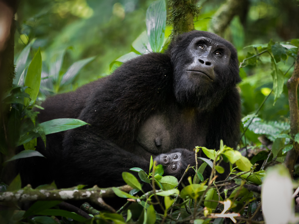 Berggorilla in Oeganda - Undiscovered.nl