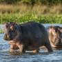 Nijlpaarden in Oeganda - Undiscovered.nl
