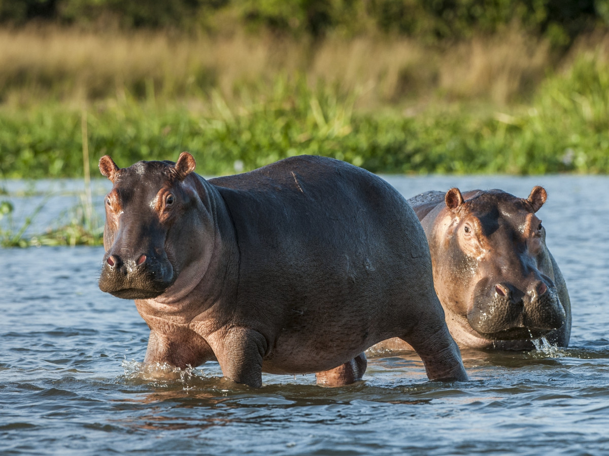Nijlpaarden in Oeganda - Undiscovered.nl
