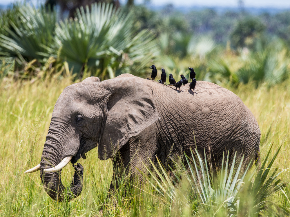 Olifant in Oeganda - Undiscovered.nl