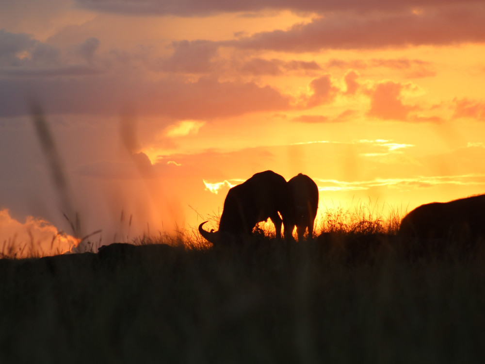 Masai Mara Kenia - Undiscovered.nl