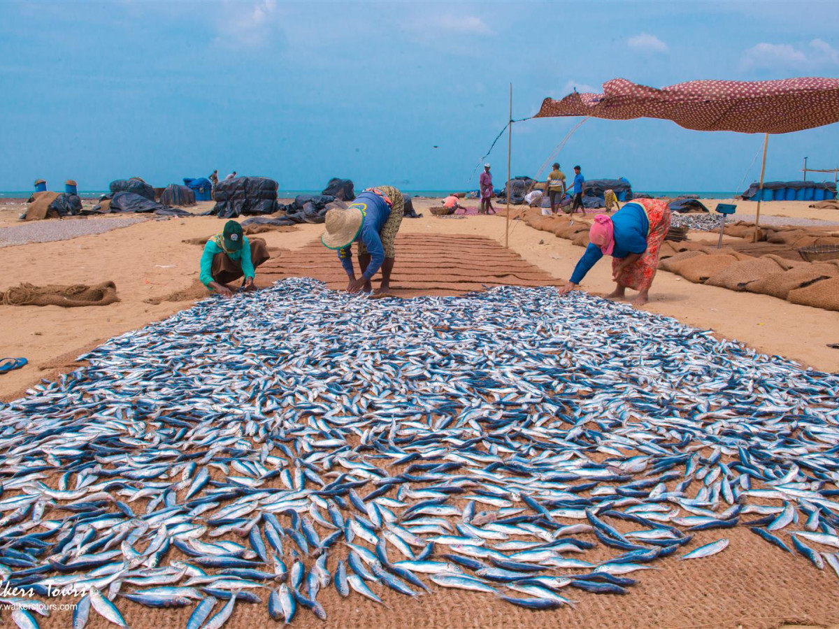Vismarkt in Negombo, Sri Lanka - Undiscovered.nl