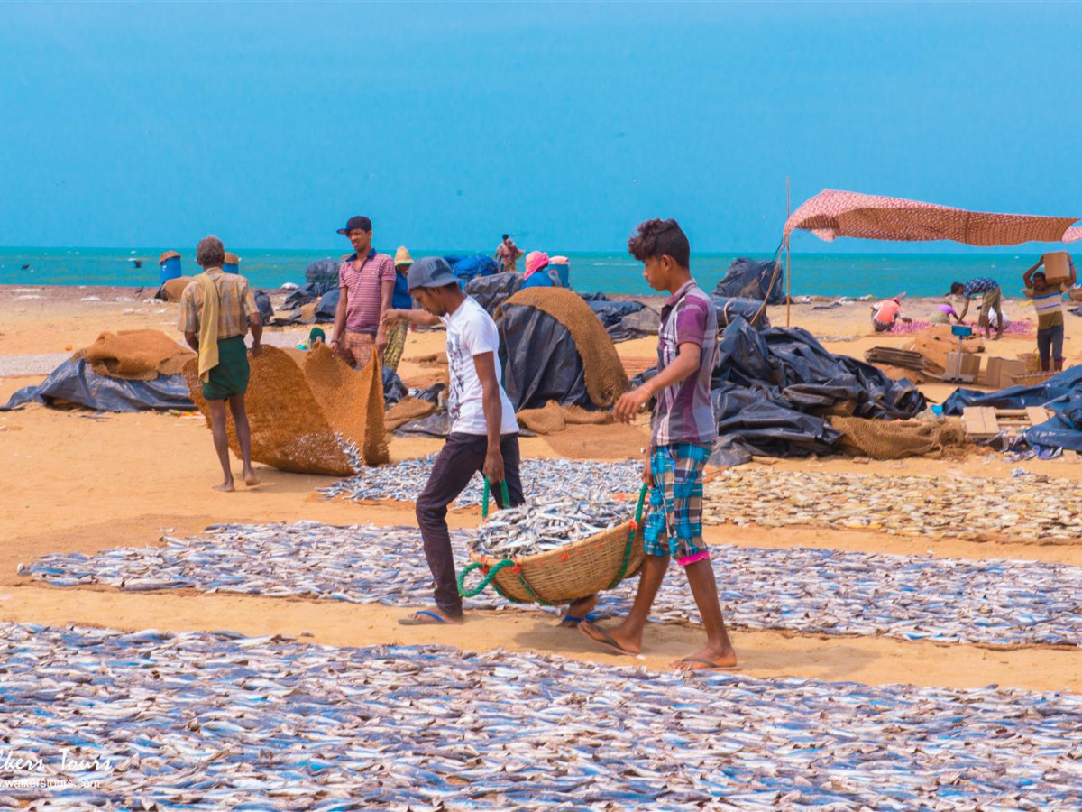 Vismarkt in Negombo, Sri Lanka - Undiscovered.nl