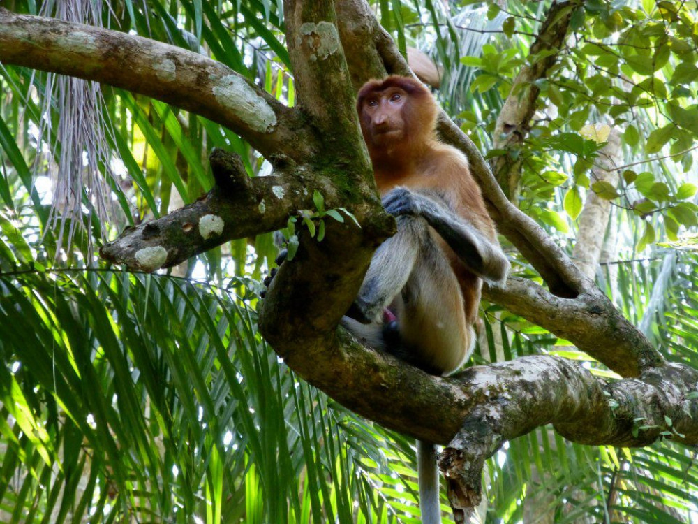Neusaap in Borneo - Undiscovered.nl