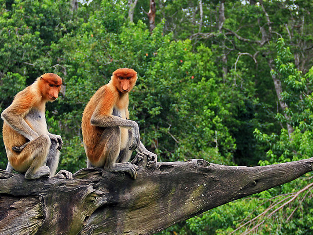 Neusaap in Borneo - Undiscovered.nl