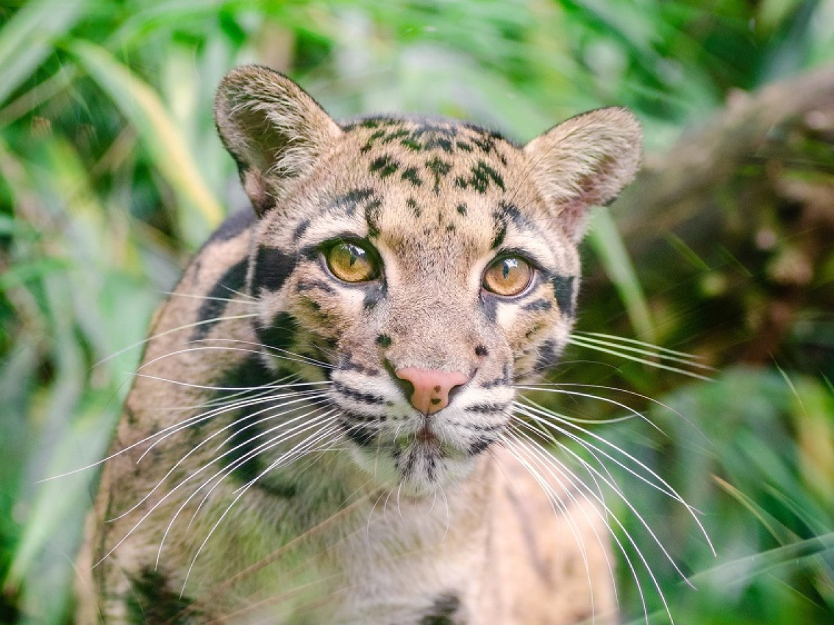 Nevelpanter in Borneo - Undiscovered.nl