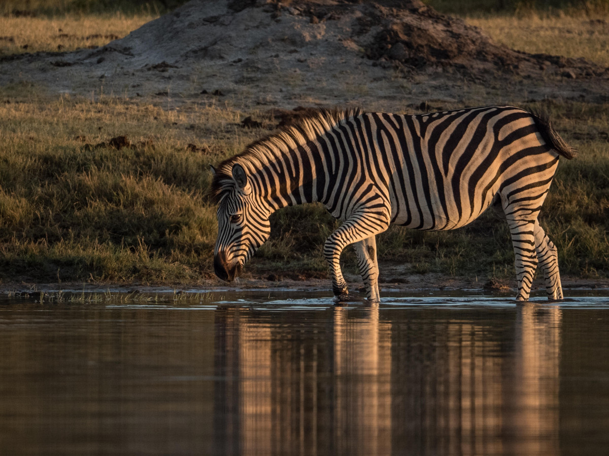 Hwange National Park Zimbabwe - Undiscovered.nl