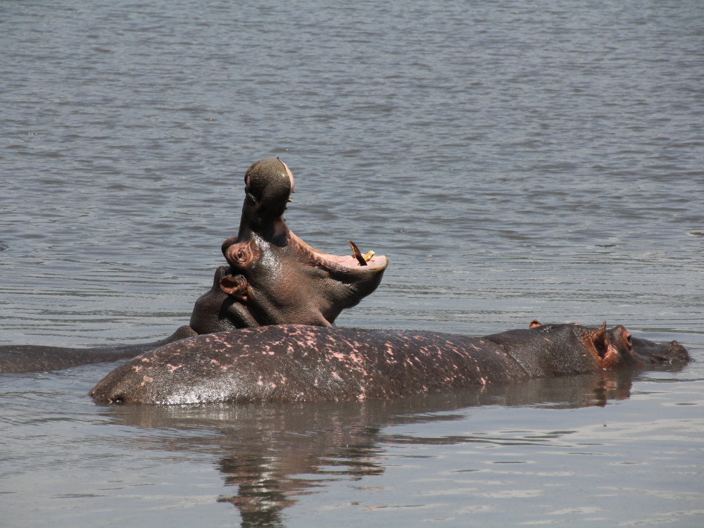 Ngorongoro crater Tanzania - Undiscovered.nl