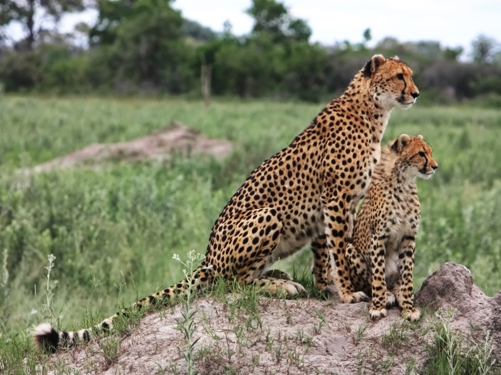Cheetah Okavango Delta, Botswana - Undiscovered.nl