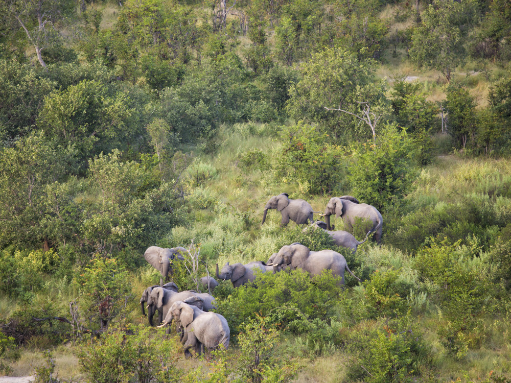Olifanten Okavango Delta, Botswana - Undiscovered.nl