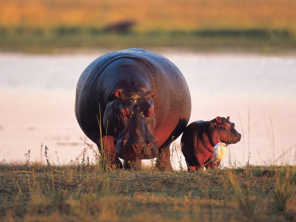 Nijlpaard in Okavango Delta, Botswana - Undiscovered.nl