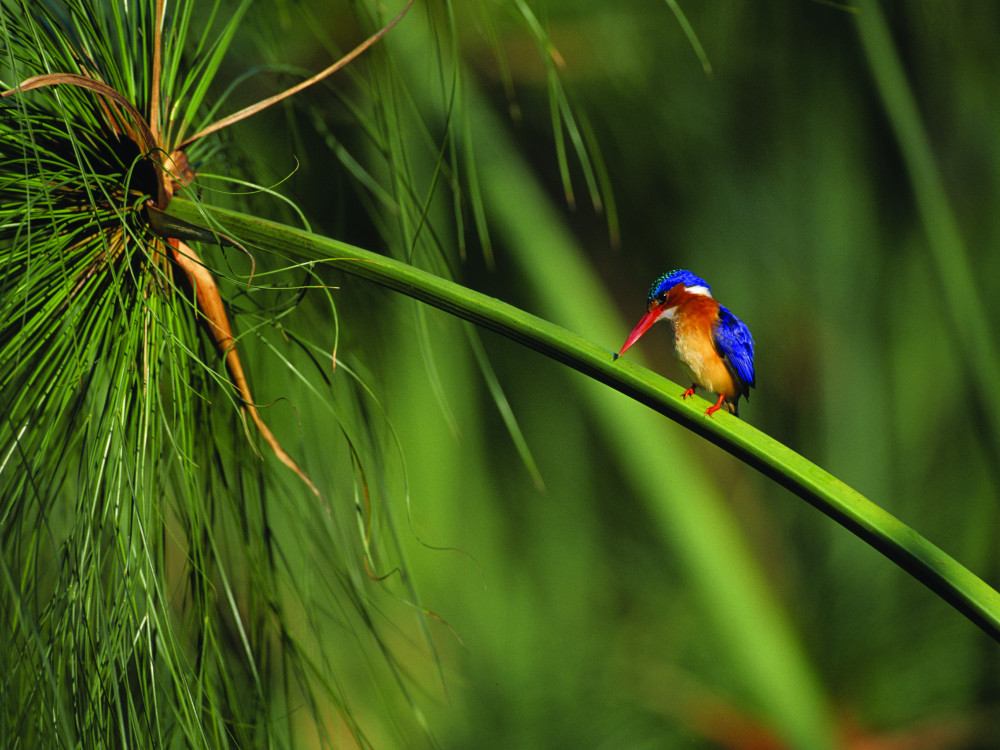 Vogels spotten in Okavango Delta, Botswana - Undiscovered.nl