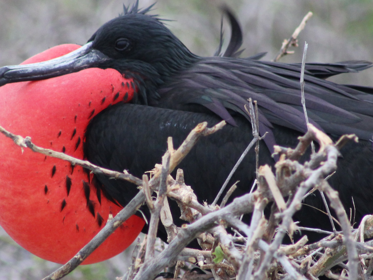 Fregatvogel in Galapagos, Ecuador - Undiscovered.nl