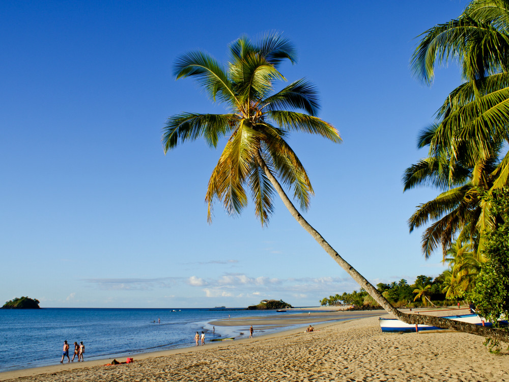 Kokospalm op Nosy Be, eiland, Madagascar - Undiscovered.nl