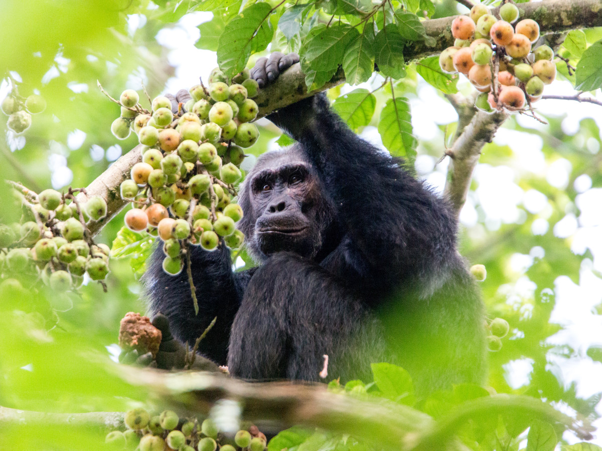Gorilla in Nyungwe National Park Rwanda - Undiscovered.nl