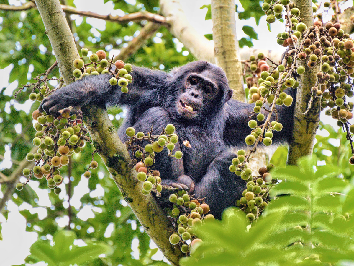 Gorilla in Nyungwe National Park Rwanda - Undiscovered.nl