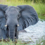Olifant in Okavango Delta, Botswana - Undiscovered.nl