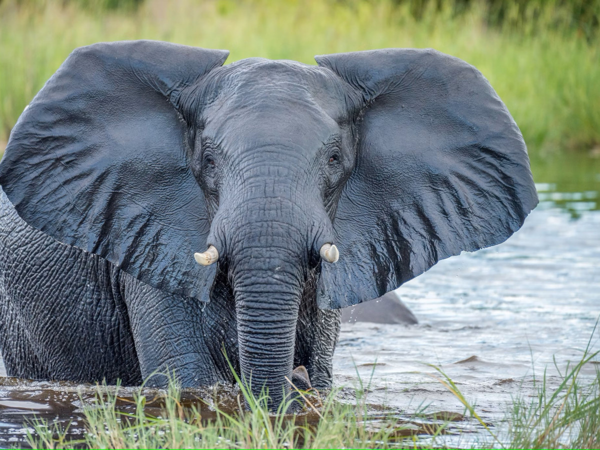 Olifant in Okavango Delta, Botswana - Undiscovered.nl