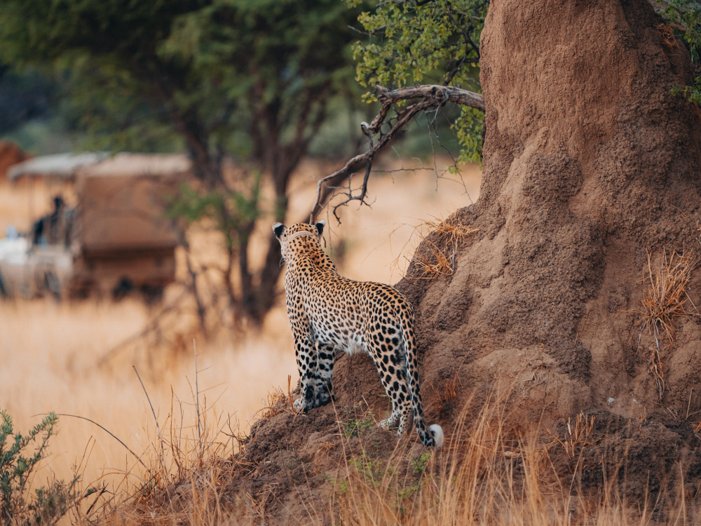 Okonjima Namibie - Undiscovered.nl