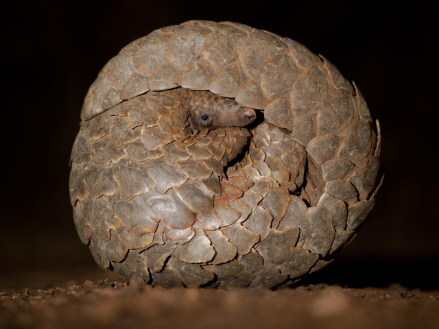 Pangolin Tracking Okonjima Namibië - Undiscovered.nl