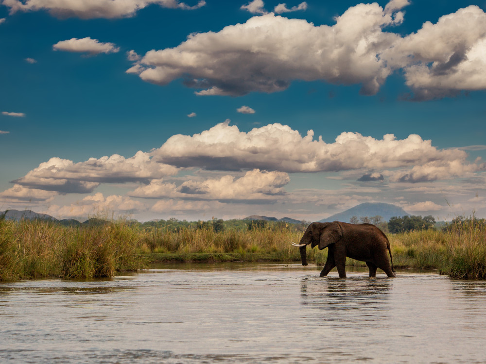 Olifant in Caprivi - Undiscovered.nl