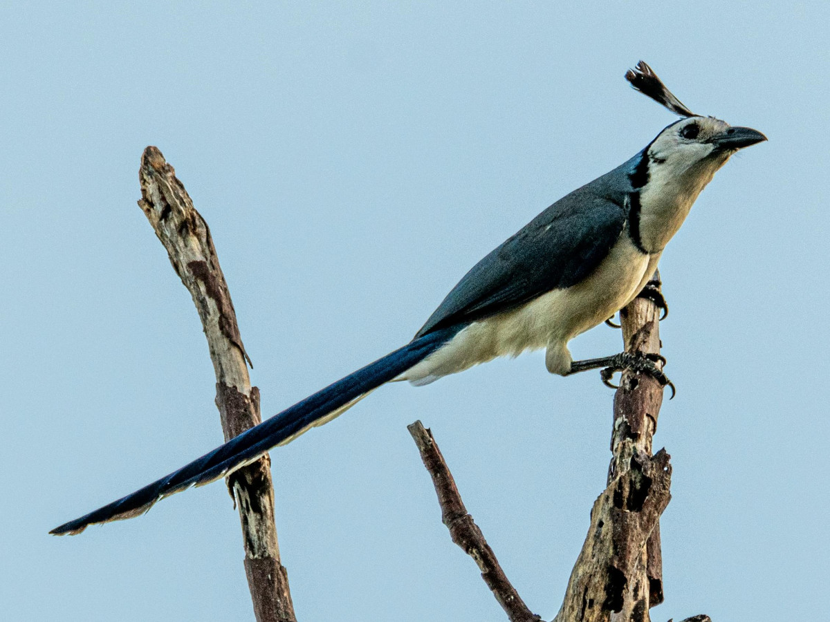Vogel in Ometepe, Nicaragua - Undiscovered.nl