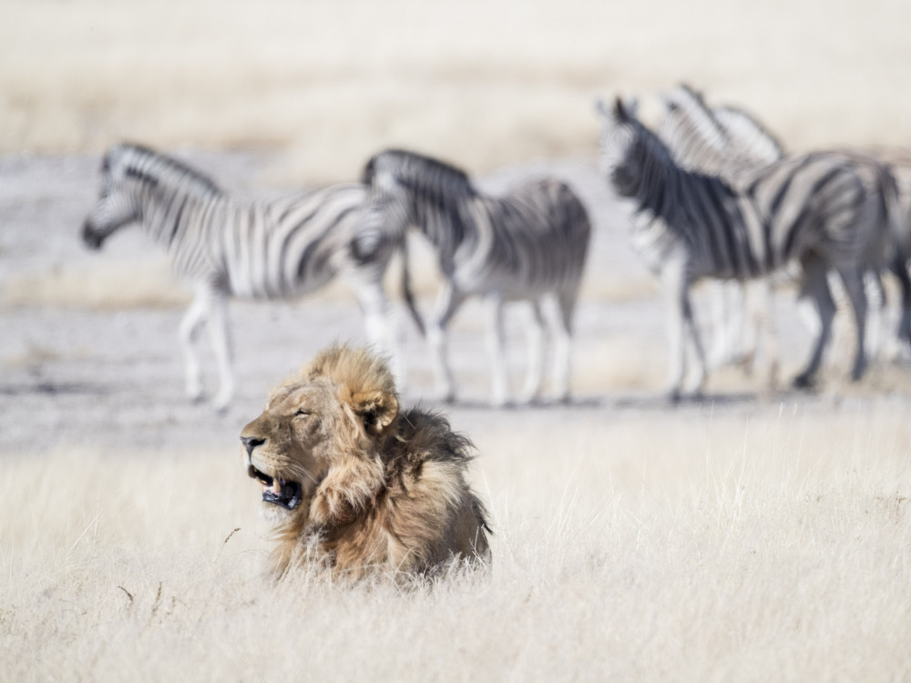 Onguma Etosha Game Drive, Namibië - Undiscovered.nl