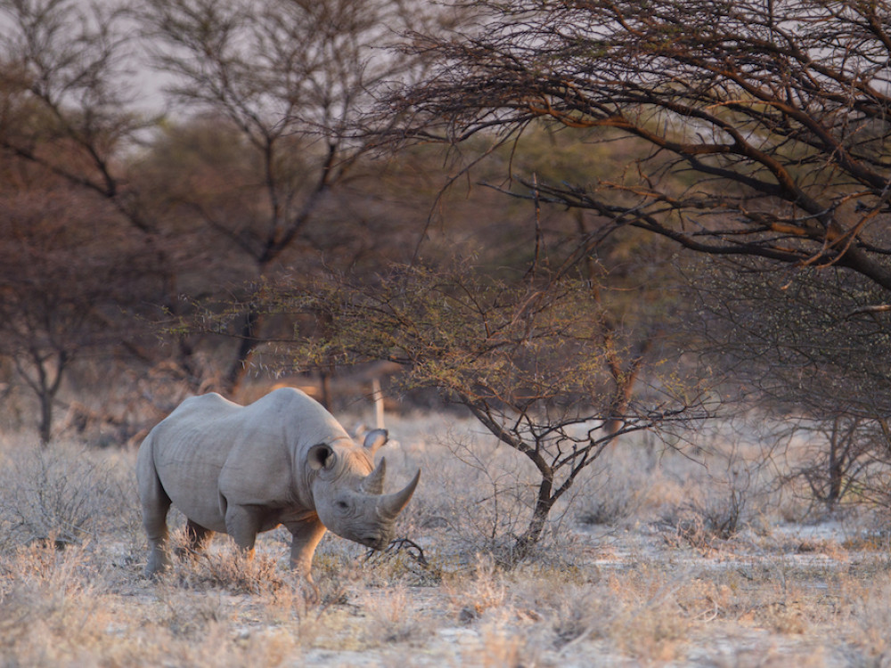 Neushoorn Onguma Game Reserve, Namibië - Undiscovered.nl