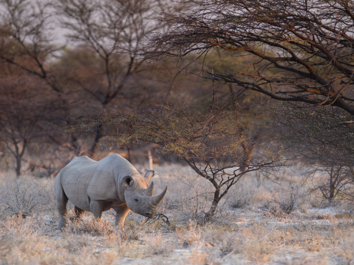 Neushoorn Onguma Game Reserve, Namibië - Undiscovered.nl