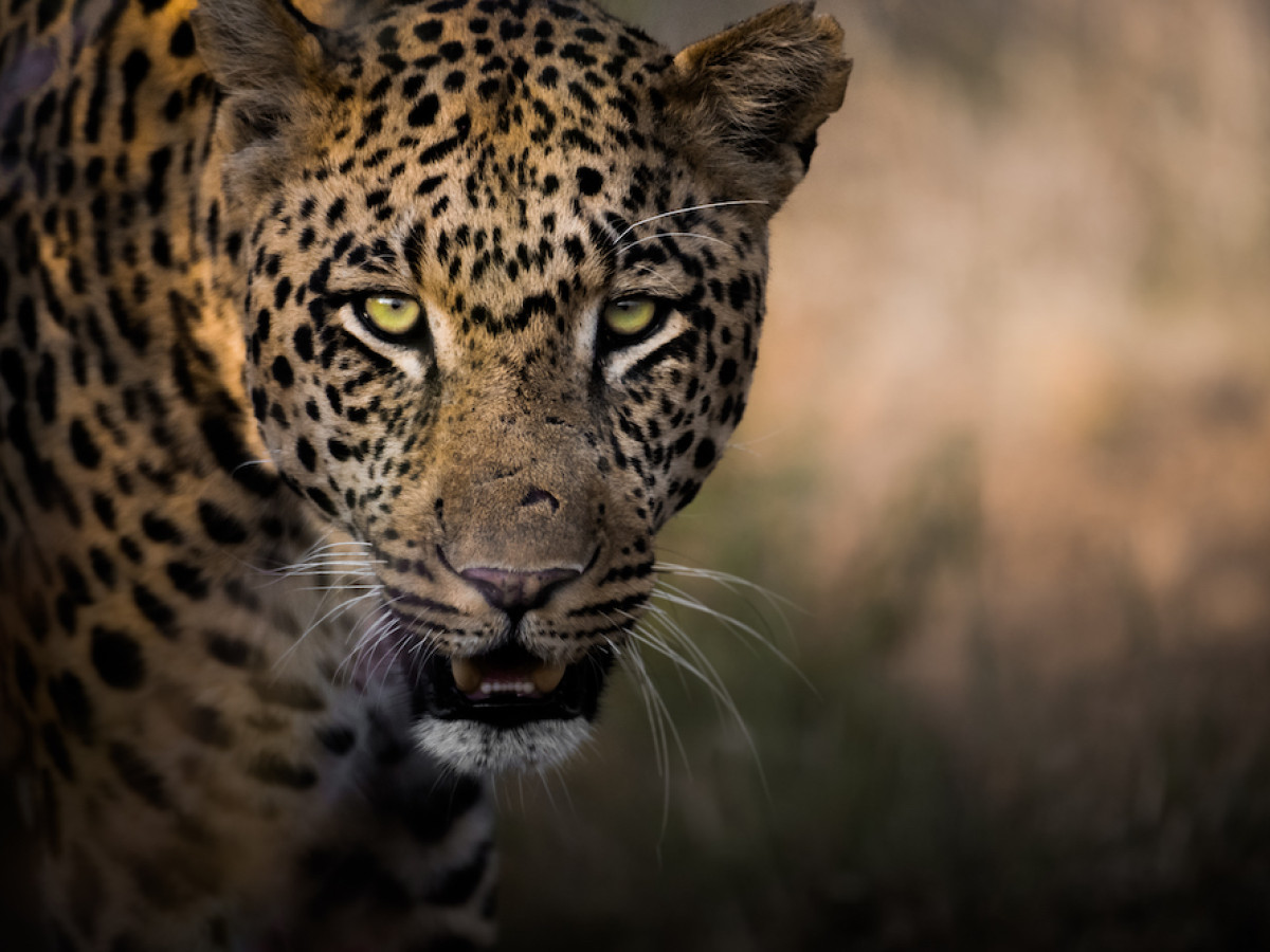 Onguma Game Reserve, Namibië - Undiscovered.nl