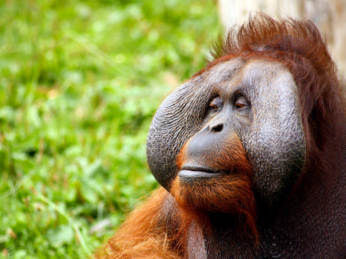 Orang Oetan in Borneo - Undiscovered.nl