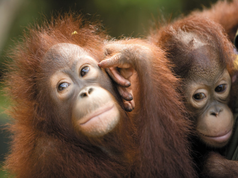 Orang Oetans in Borneo - Undiscovered.nl