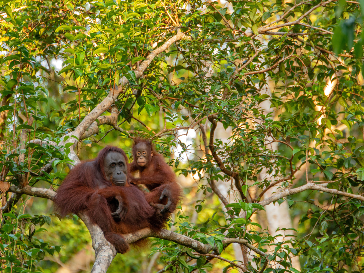 Orang Oetan in boom, Borneo - Undiscovered.nl