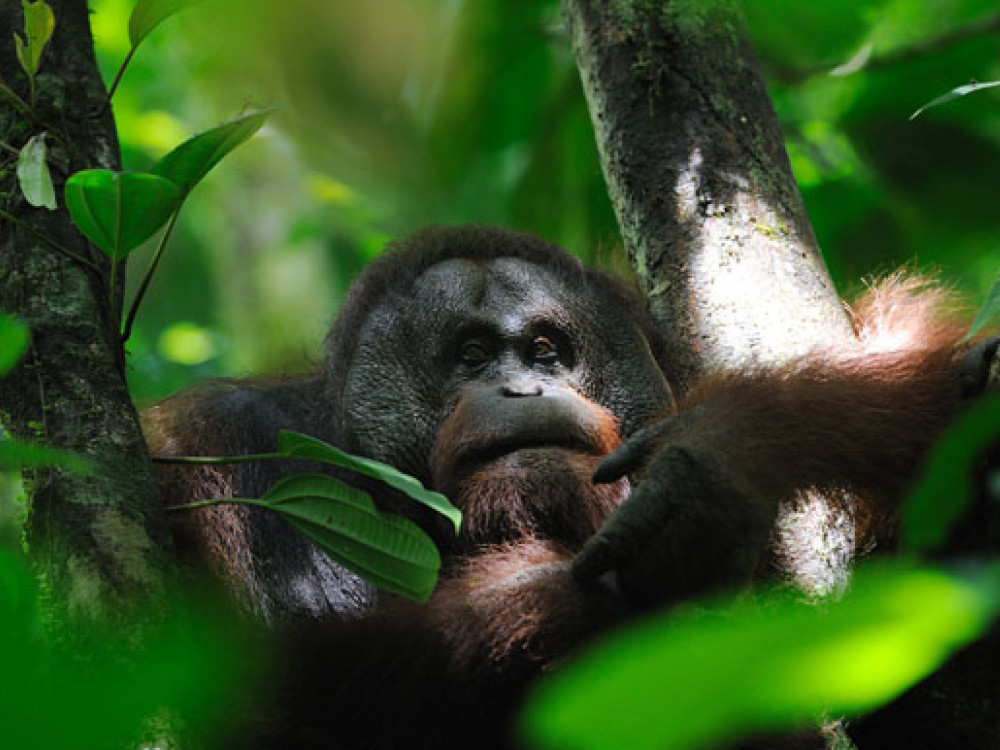 Borneo Orang Oetan - Undiscovered.nl