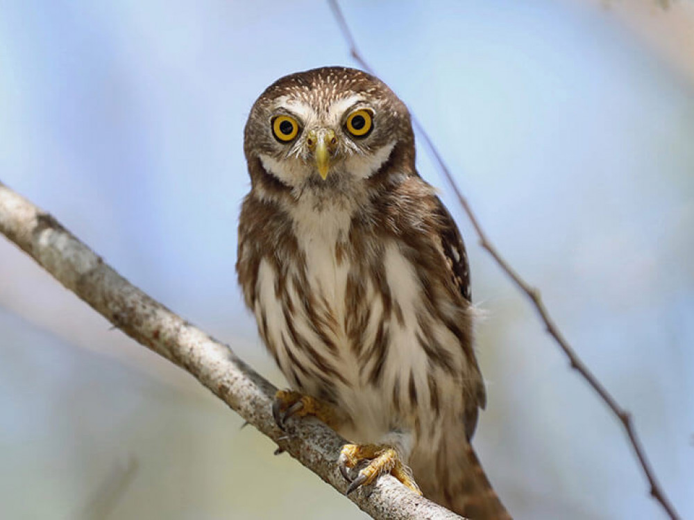 Uil in Belize - Undiscovered.nl