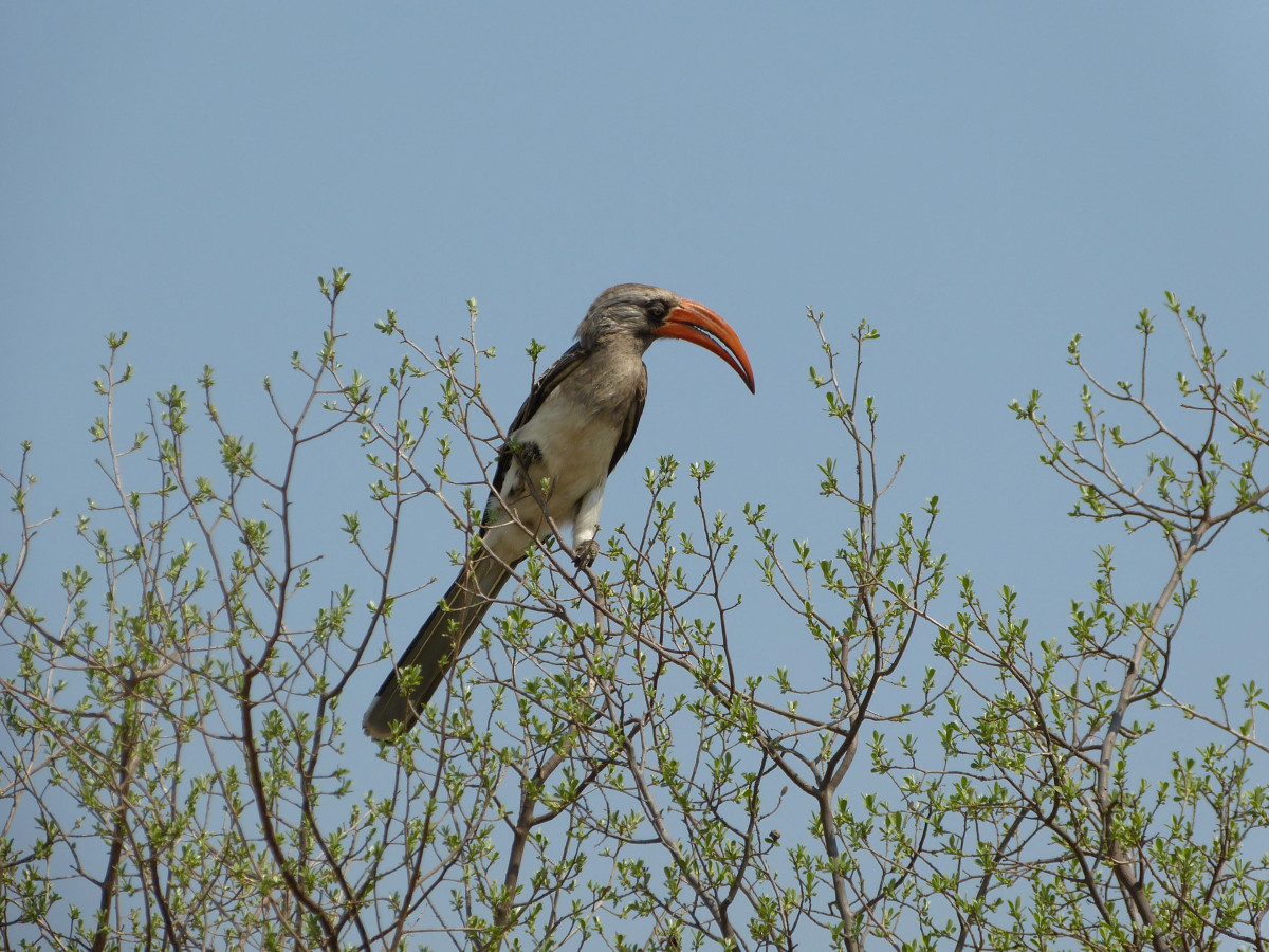 Hwange National Park Zimbabwe - Undiscovered.nl