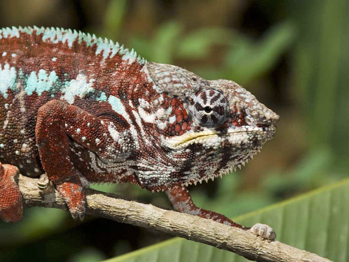 Wildleven in Madagascar - Undiscovered.nl