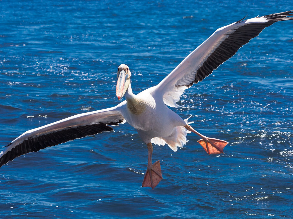 Pelikaan in Namibië - Undiscovered.nl