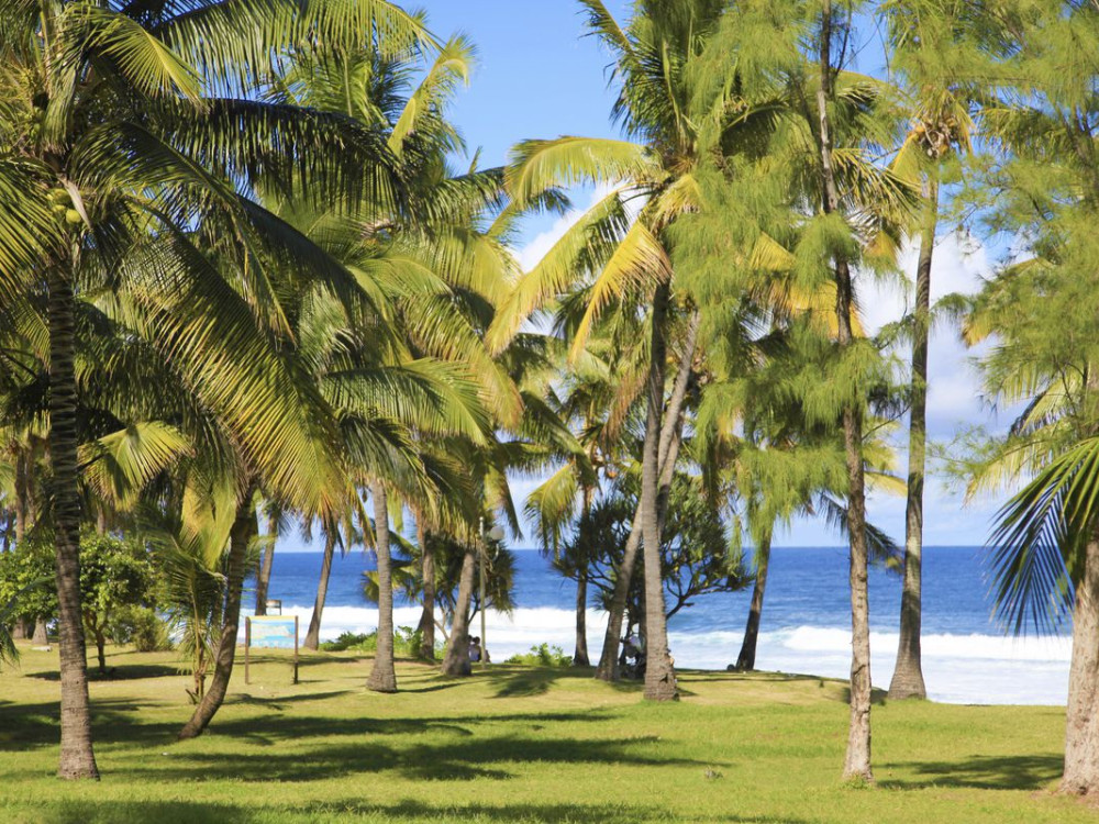 Palmbomen in Réunion - Undiscovered.nl