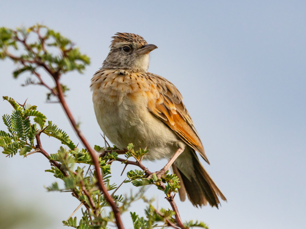 Vogel in Botswana - Undiscovered.nl