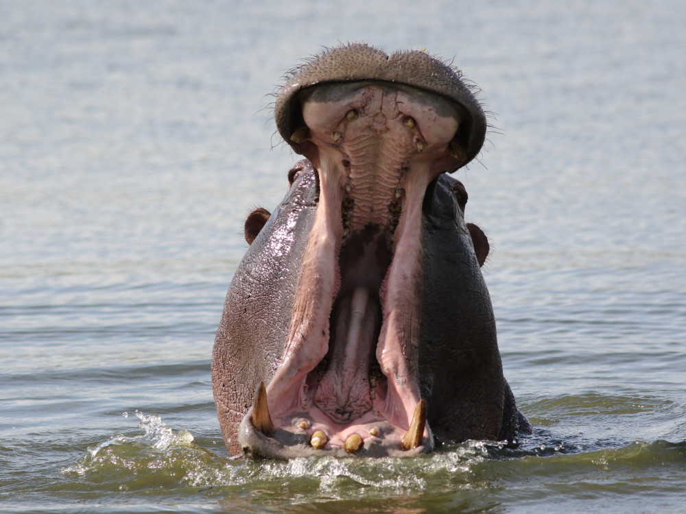 Nijlpaard in het water, Botswana - Undiscovered.nl