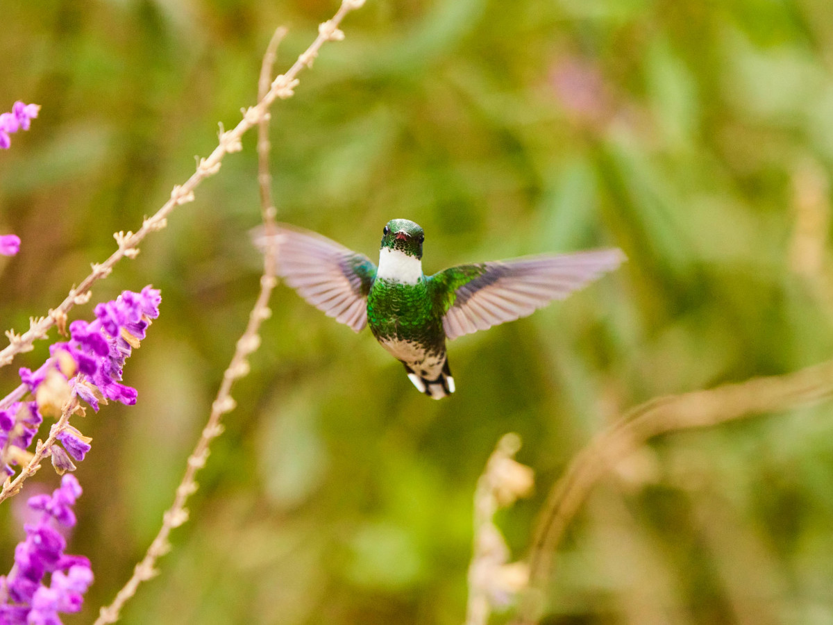 Vogel in Nicaragua - Undiscovered.nl