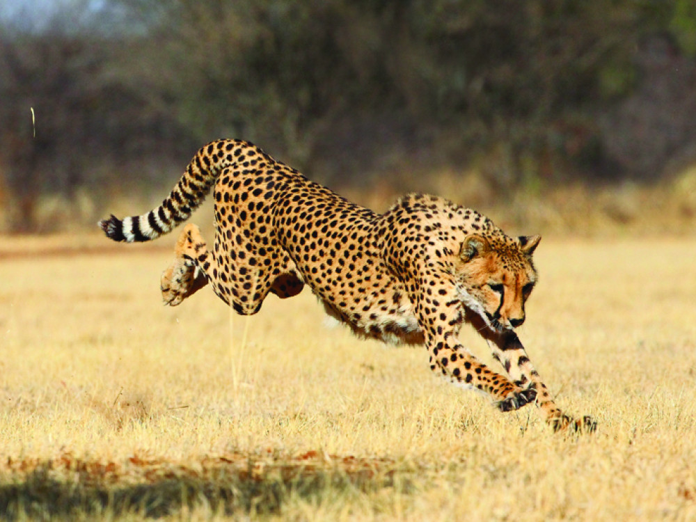 Luipaard in Namibië - Undiscovered.nl