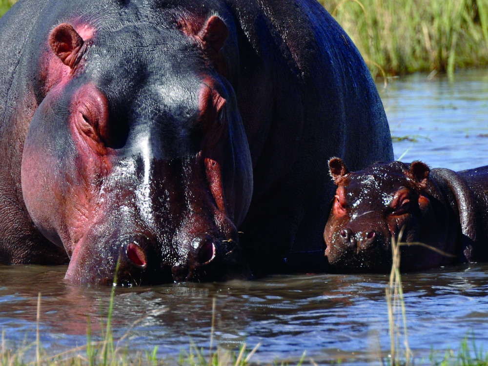 Nijlpaarden in het water in Namibië - Undiscovered.nl