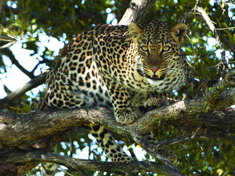 Luipaard in boom, Namibië - Undiscovered.nl